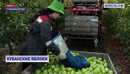 На Кубани собирают урожай яблок