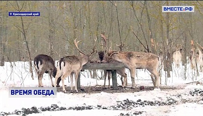 Зимовье зверей: как на Кубани подкармливают диких животных