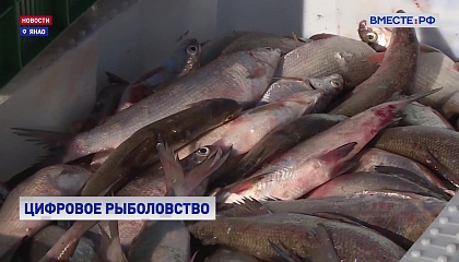 Рыбоводческая отрасль Ямала: цифровые технологии