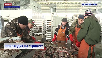 Цифровизация рыбной отрасли Ямала: пилотный проект