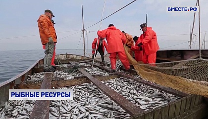 В России зафиксирован рекордный результат вылова водных биоресурсов