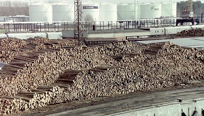 В России ужесточили контроль за добычей и оборотом древесины 