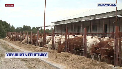 Племенное животноводство должно стать приоритетом в аграрной политике, заявил сенатор Митин
