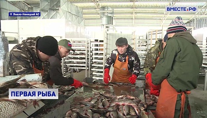 На Ямале промысловики доставили на переработку первую партию так называемой «черной рыбы»