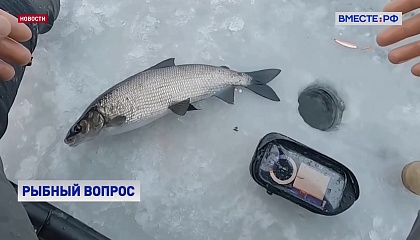 Сиговые рыбы на Ямале могут исчезнуть, если затянуть с программой по восстановлению их популяции