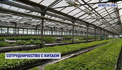 Россия и Китай планируют развивать сотрудничество в сфере лекарственного растениеводства
